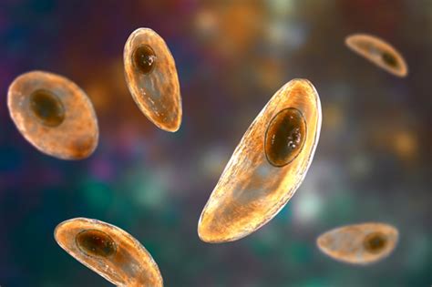  Toxoplasma gondii: Um Parasita Microscópico Que Manipula o Comportamento dos Seus Hospedeiros!