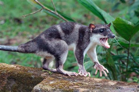 Yapok! Descubra este pequeno mamífero aquático que encanta com sua pelagem impermeável e hábitos peculiares.