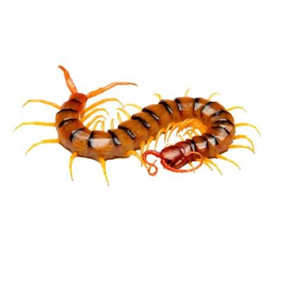  Branded Millipede: With Its Thousand Legs and Segmented Body, Will This Creature Conquer Your Nightmares or Fascinate You?