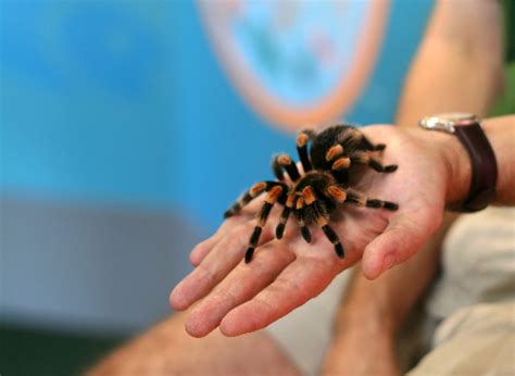  Demão: Descubra as Maravilhas da Natureza em um Animal de Oito Patas que Constrói Estruturas Fascinantes e Caça com Intensa Precisão!