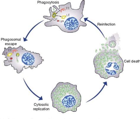  Filtering for Fun!  Francisella Tularensis: A Single-Celled Survivor Hiding in Plain Sight