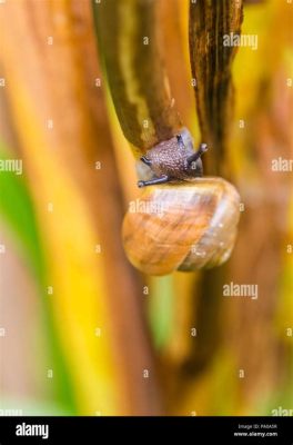  Hermes Snail: A Champion Climber That Thrives on a Diet of Decaying Dreams!