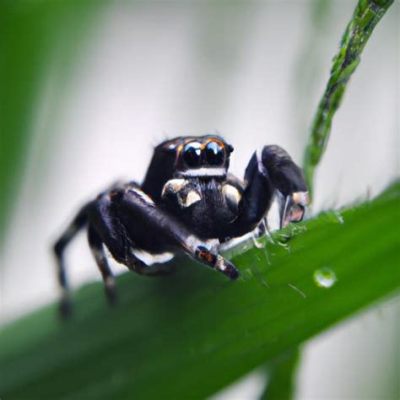  Jumping Spider! Agile Hunters with Excellent Vision Roaming the Earth's Diverse Ecosystems