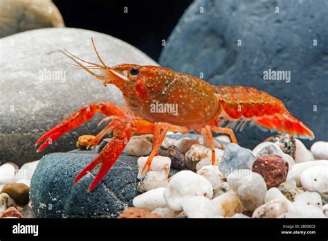  Louisiana Red Crayfish: Descubra o Segredo Por Trás de sua Carapaça Amarelada e Antenas Exuberantes!