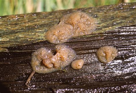  Myxomycetes: Um Ser Verde Que Anda Mas Não Tem Pernas e Se Alimenta de Bactérias Mas Não Tem Boca!