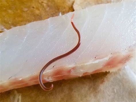  Neorhabdias! Descubra o Parasita de Peixes que se Alimenta da Sua Coragem