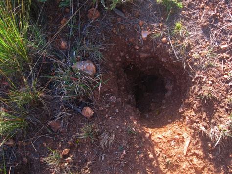  Níger - Um Animal Que Constrói Túneis e Faz um Barulho Assustador!