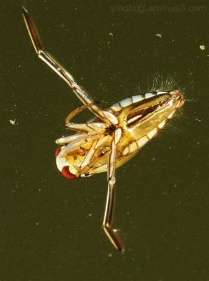  Notonectidae: Descubra as Surpreendentes Habilidades de Natação e Predação deste Inseto Aquático!