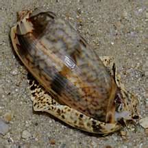   Olive Snail! A Glimpse into the Life of this Shell-Wearing Wonder with a Surprisingly Strong Foot