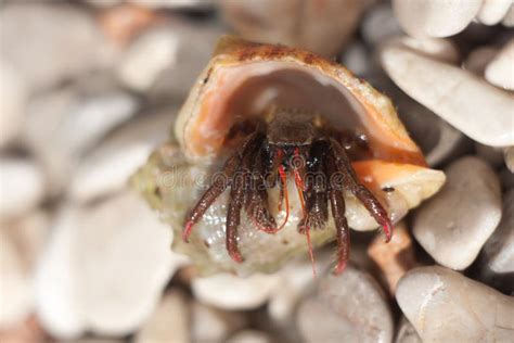  Pauropoda Uma Criatura Escondida que Rasteja e Se Desliza Através da Camada Superior do Solo!