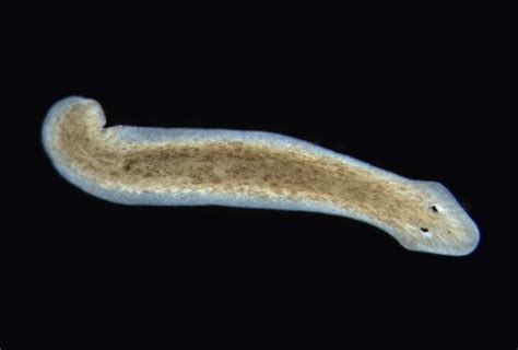  Planaria! Descubra a Surpreendente Regeneração e Estilo de Vida Aquático Dessas Criaturas Microscopicas