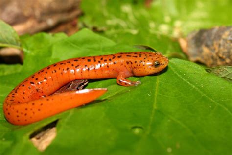  Salamandra! Descubra Este Animal Com Pele Lisa e Movimentos Fluidos