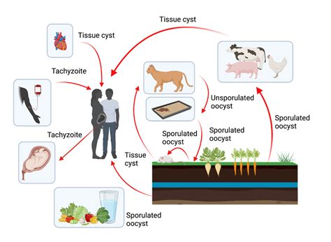  Toxoplasma Gondii: Um Parasita Cunning Que Transforma o Comportamento de Seus Hospedeiros!