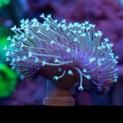 Vaughtia! A Mesmerizing Soft Coral That Lives Like It's Dancing With the Tides!