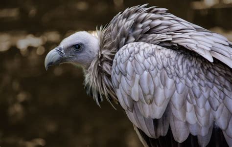  Vulture! Um Mestre da Morte Com Uma Visão de Águia e Um Olfato de Detetive