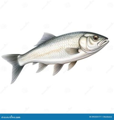  Whitefish: Um Peixe Prateado que Nada em Águas Frias e Profundas com Uma Elegância Inigualável!