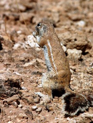  Xerus! Uma Criatura Escamosa de Deserto que Conhece os Segredos das Rochas Quentes e da Caça Furtiva