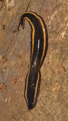  Yellow Hairy Worm: A Bizarre Burrow-Dweller with Remarkable Regenerative Abilities!