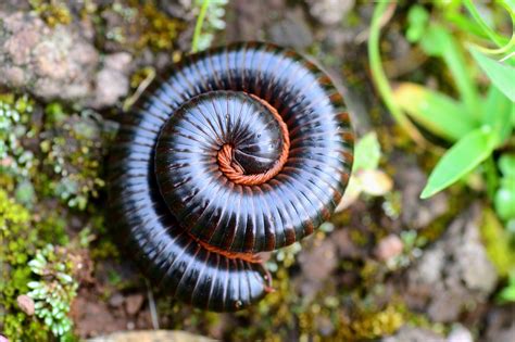 Zigomitopus! Descubra o Segredo de Esses Diplopodes Brilhantes com Corações Fofos e Defesas Inesperadas